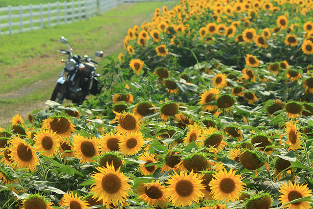 ひまわり カップルにおすすめ！バイクで行ける全国のひまわり畑をご紹介