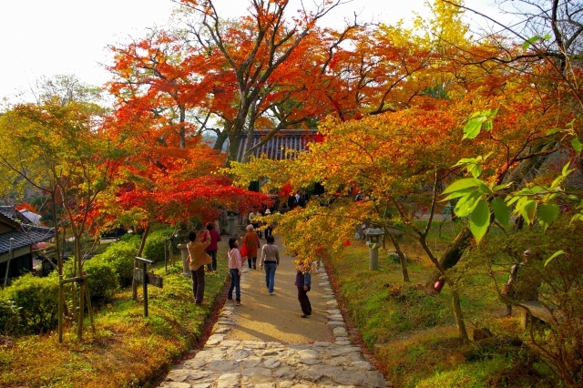 暦のうえでは秋！「秋」の名前が入った観光スポットをご紹介！
