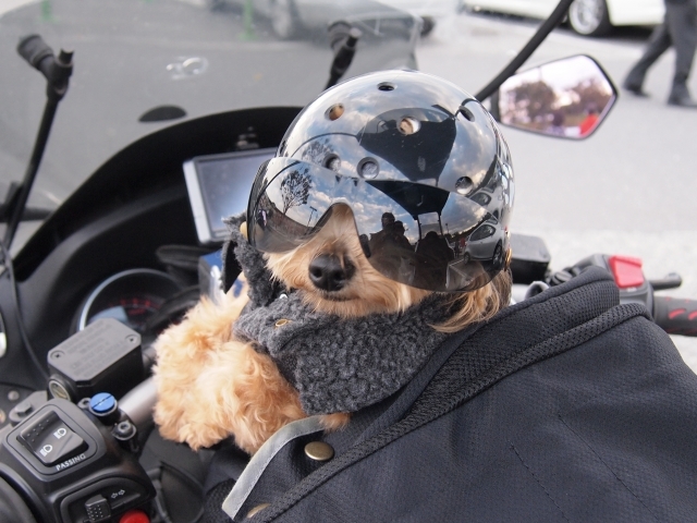 愛犬家ライダー必見 犬ってバイクに乗せてもいいの Naps On マガジン
