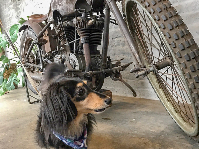 愛犬家ライダー必見！犬ってバイクに乗せてもいいの？