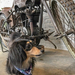 愛犬家ライダー必見!犬ってバイクに乗せてもいいの?