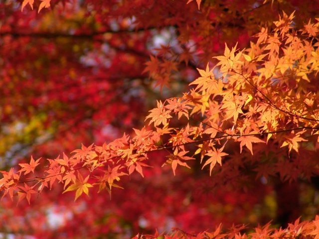 秋といえば紅葉！美しい景色に癒やされよう【関東編】