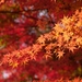 秋といえば紅葉!美しい景色に癒やされよう【関東編】